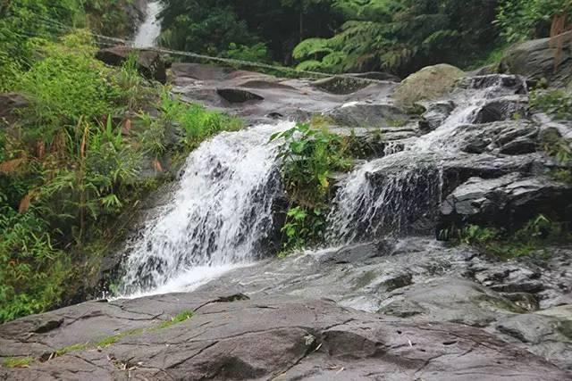 中国特有鸟——红腹锦鸡现身山西沁水